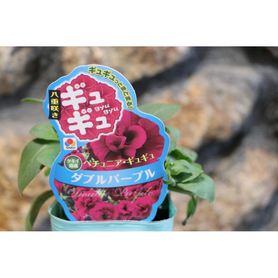 八重咲き タキイ ペチュニア ギュギュ ダブルパープル 3号ポット苗 寄せ植え 花壇｜gp-yamacho｜04