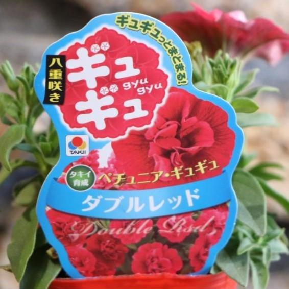 八重咲き タキイ ペチュニア ギュギュ ダブルレッド 3号ポット苗 寄せ