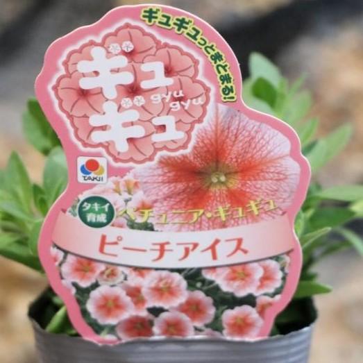 タキイ ペチュニア ギュギュ ピーチアイス 3号ポット苗 寄せ植え 花壇