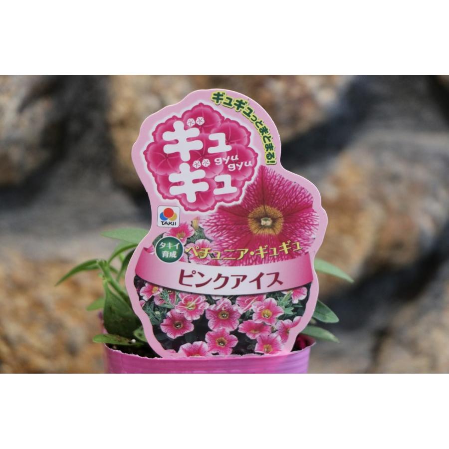 タキイ ペチュニア ギュギュ ピンクアイス 3号ポット苗 寄せ植え 花壇
