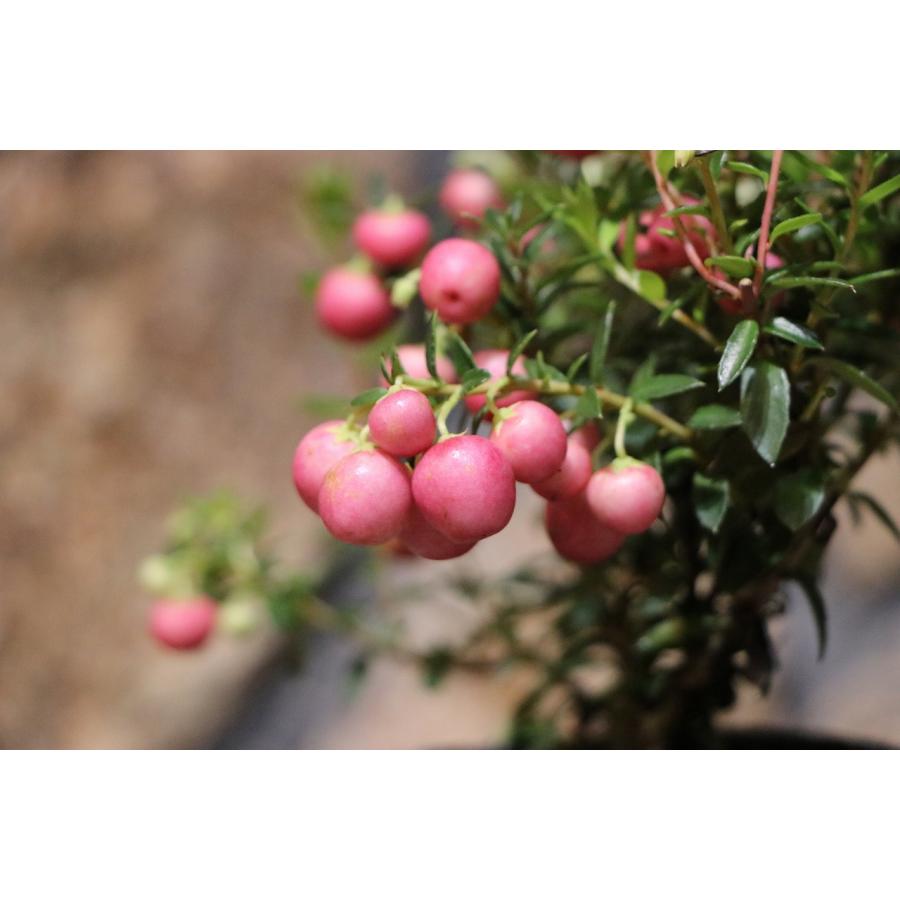 パールツリー (ハッピーベリー) ピンク 3号ポット苗 寄せ植え 花壇｜gp-yamacho｜02