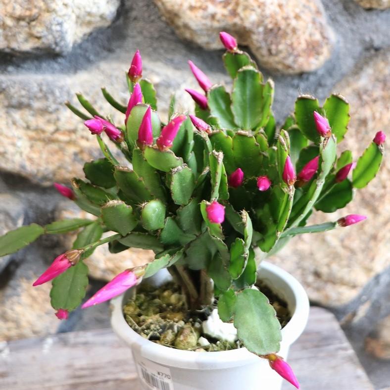 イースターカクタス ピンク 4号鉢 鉢花 鉢植え お洒落 オシャレ 可愛い