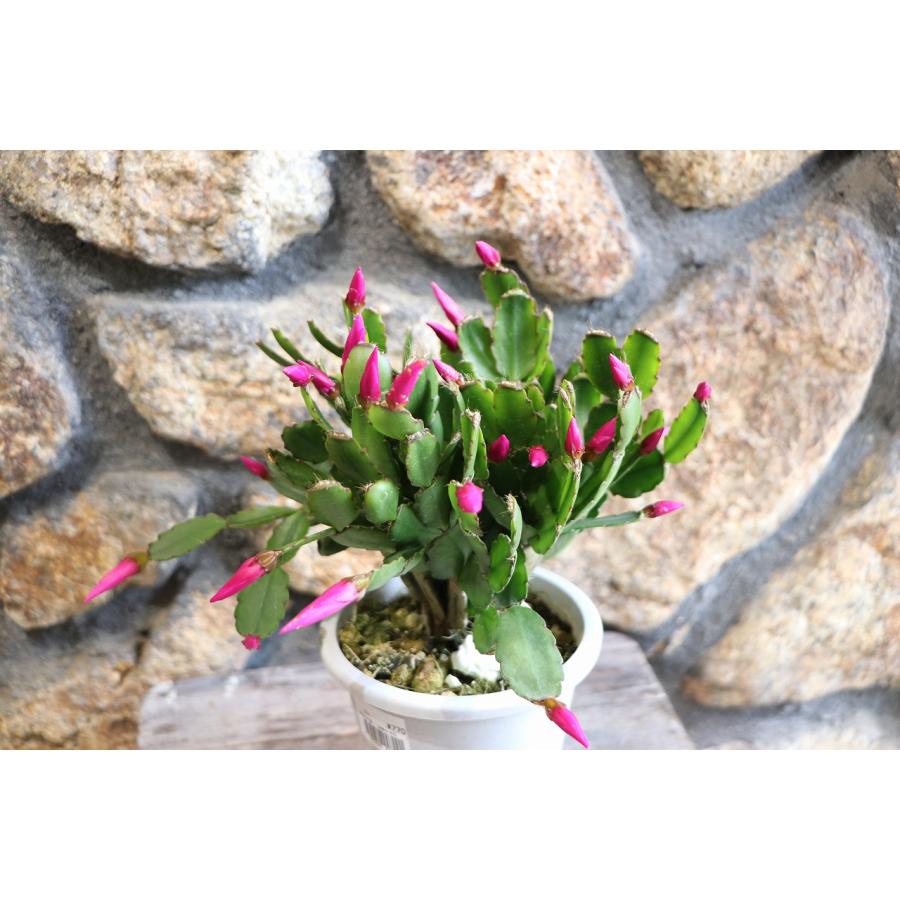 イースターカクタス ピンク 4号鉢 鉢花 鉢植え お洒落 オシャレ 可愛い