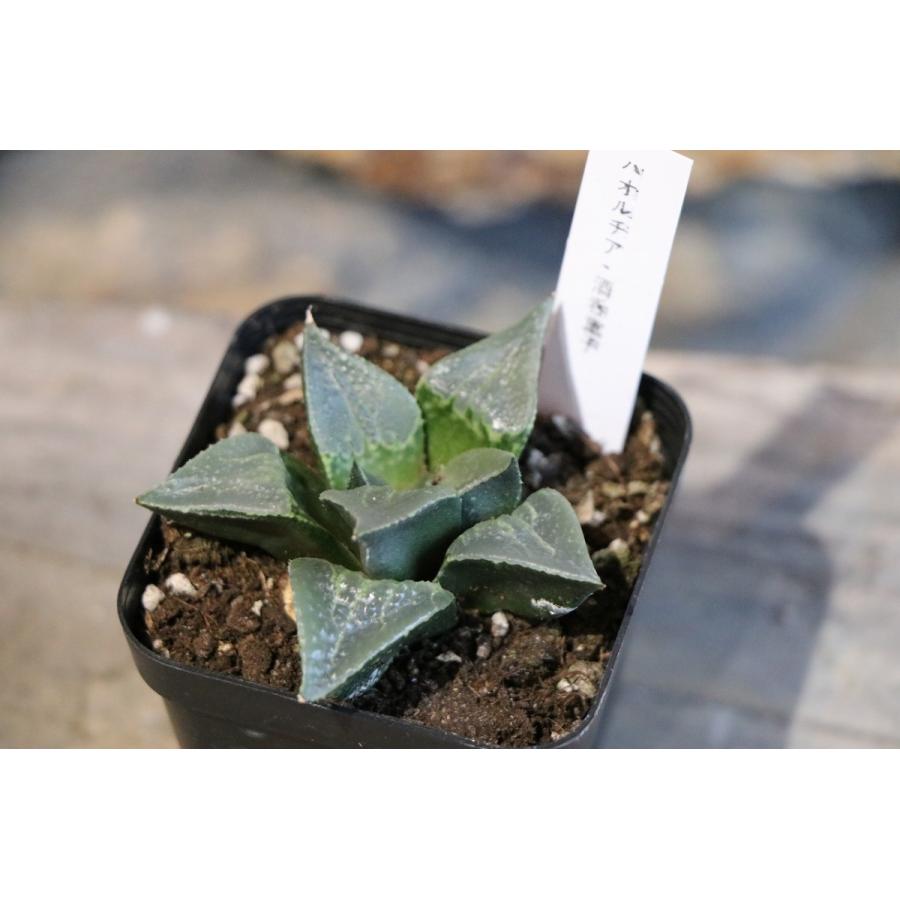 現品1】 多肉植物 ハオルチア (ハオルシア) 酒呑童子 2.5号鉢 現品1