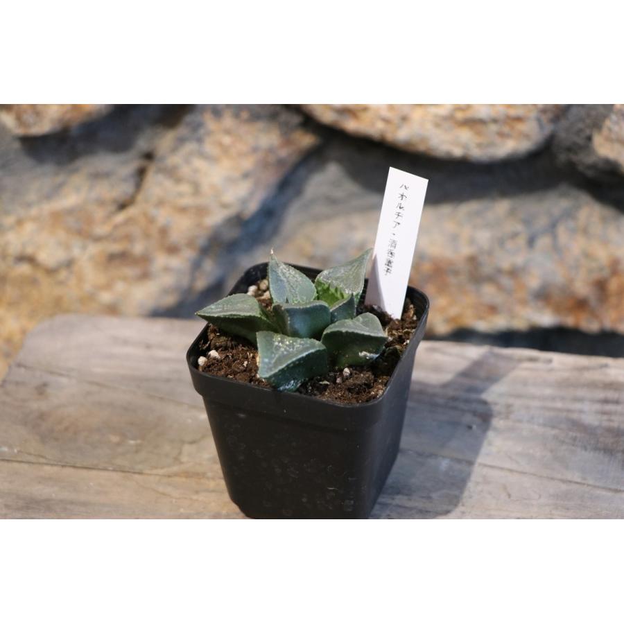 現品1】 多肉植物 ハオルチア (ハオルシア) 酒呑童子 2.5号鉢 現品1