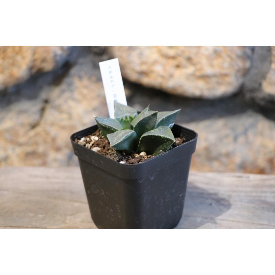 現品1】 多肉植物 ハオルチア (ハオルシア) 酒呑童子 2.5号鉢 現品1