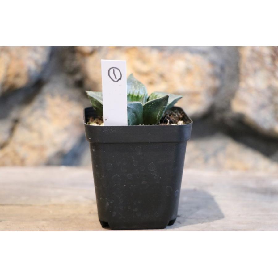 現品1】 多肉植物 ハオルチア (ハオルシア) 酒呑童子 2.5号鉢 現品1