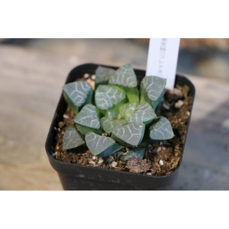 現品2】 多肉植物 ハオルチア (ハオルシア) 克里克特（コレクタ） 2.5