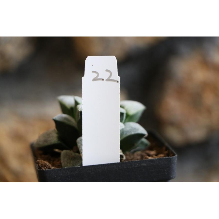 現品22】 多肉植物 ハオルチア (ハオルシア) 雪之禮磨面寿 2.5号鉢