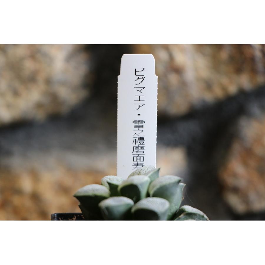 現品22】 多肉植物 ハオルチア (ハオルシア) 雪之禮磨面寿 2.5号鉢
