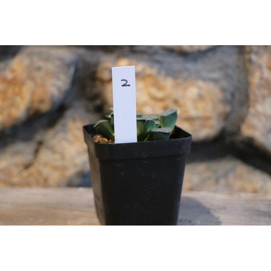 現品2】 多肉植物 ハオルチア (ハオルシア) 克里克特（コレクタ） 2.5