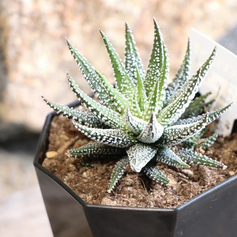 スノーレパード　ハオルチア　多肉植物　観葉植物 スノーレパード ハオルチア 多肉植物 【公式通販】