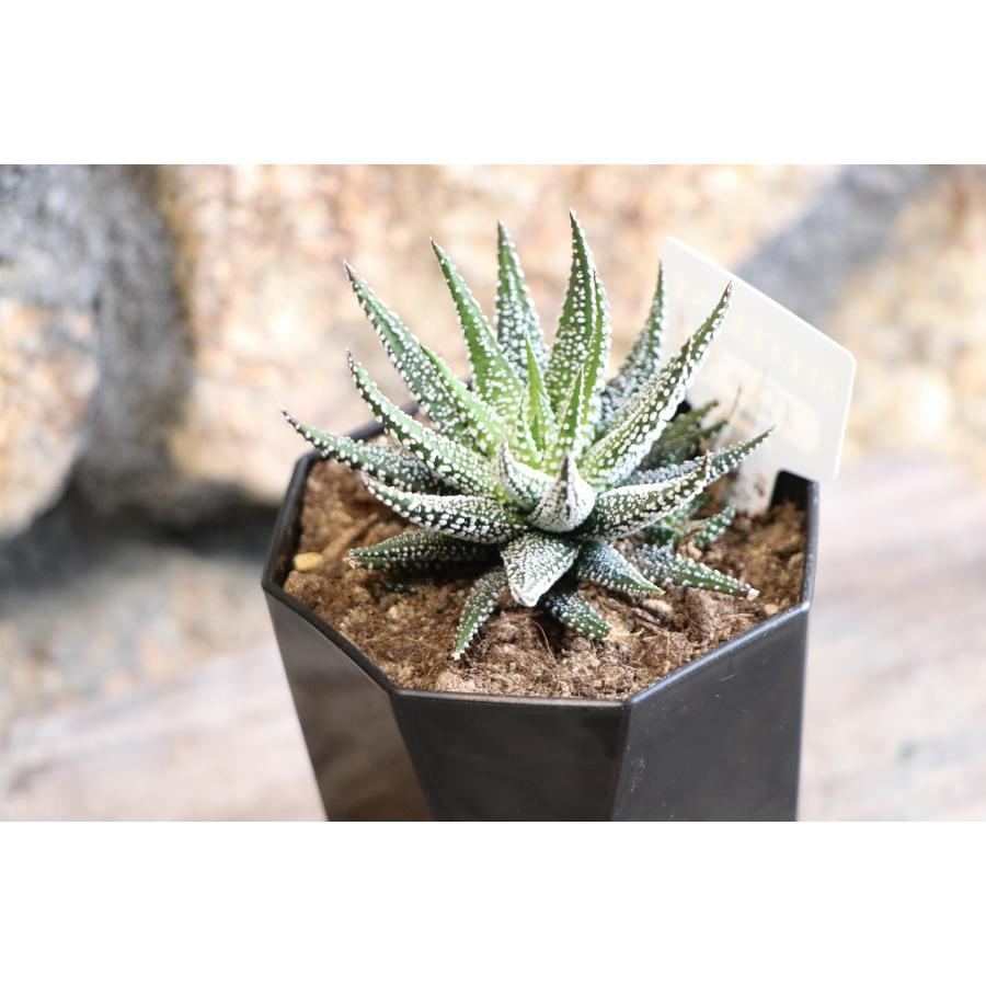 現品45】 多肉植物 ハオルチア (ハオルシア) 松の雪 2.5号鉢 お洒落