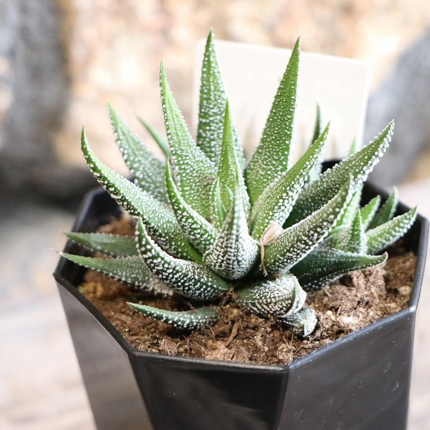 現品46】 多肉植物 ハオルチア (ハオルシア) 松の霜 2.5号鉢 お洒落