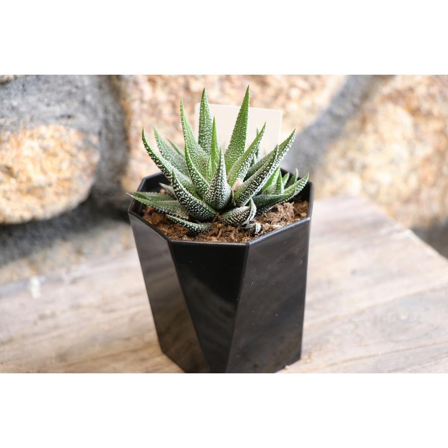 現品46】 多肉植物 ハオルチア (ハオルシア) 松の霜 2.5号鉢 お洒落