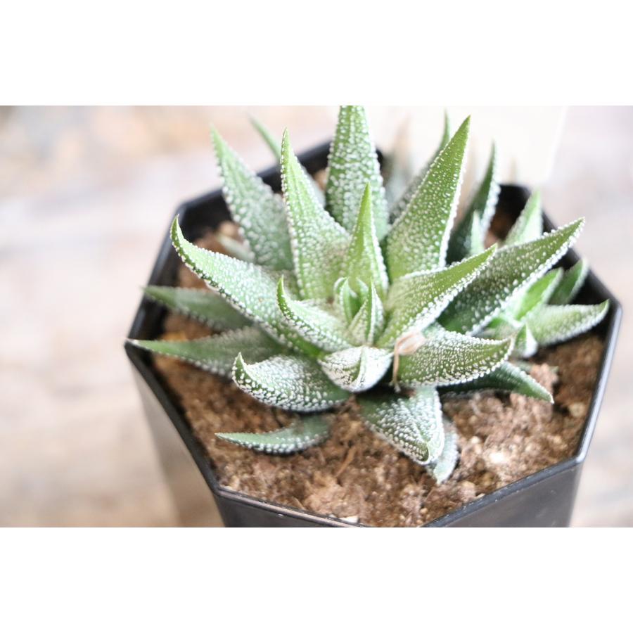 現品46】 多肉植物 ハオルチア (ハオルシア) 松の霜 2.5号鉢 お洒落