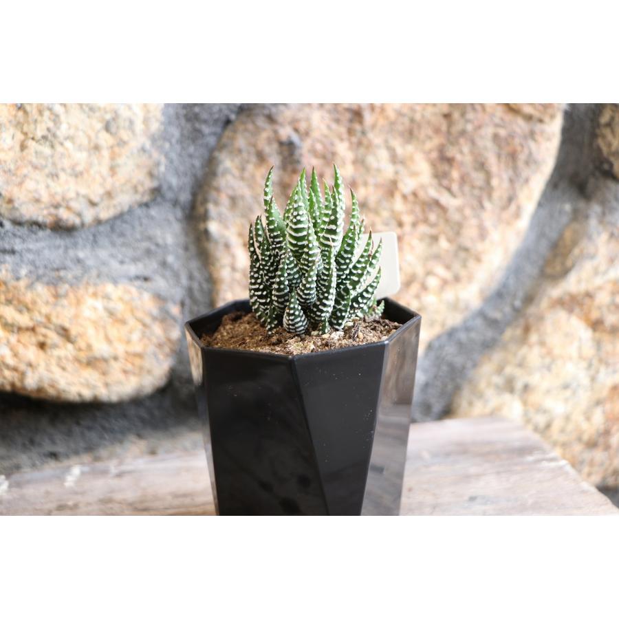 現品47】 多肉植物 ハオルチア (ハオルシア) 十二の爪 2.5号鉢
