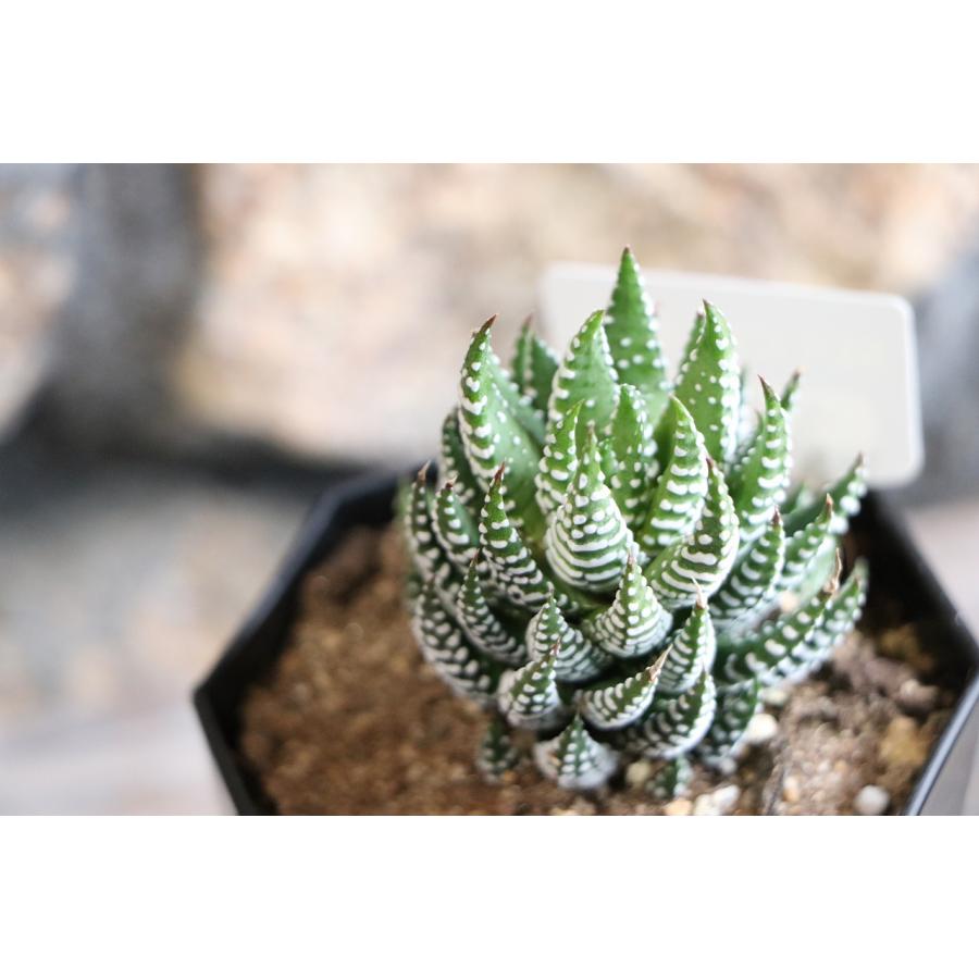 現品47】 多肉植物 ハオルチア (ハオルシア) 十二の爪 2.5号鉢