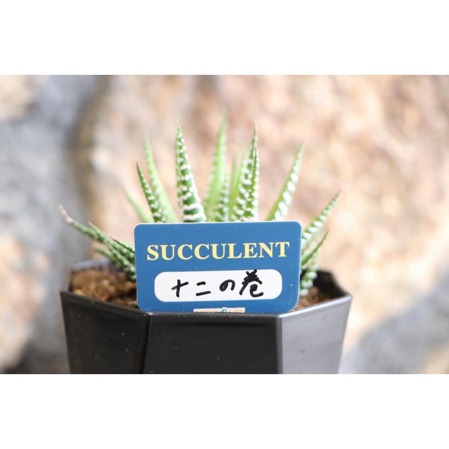 現品48】 多肉植物 ハオルチア (ハオルシア) 十二の巻 2.5号鉢
