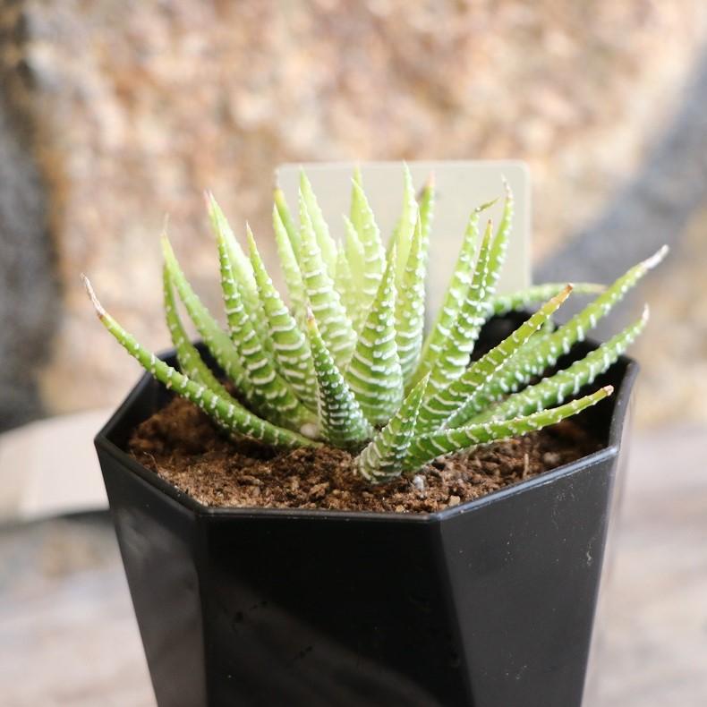 現品49】 多肉植物 ハオルチア (ハオルシア) ハクチョウ 2.5号鉢