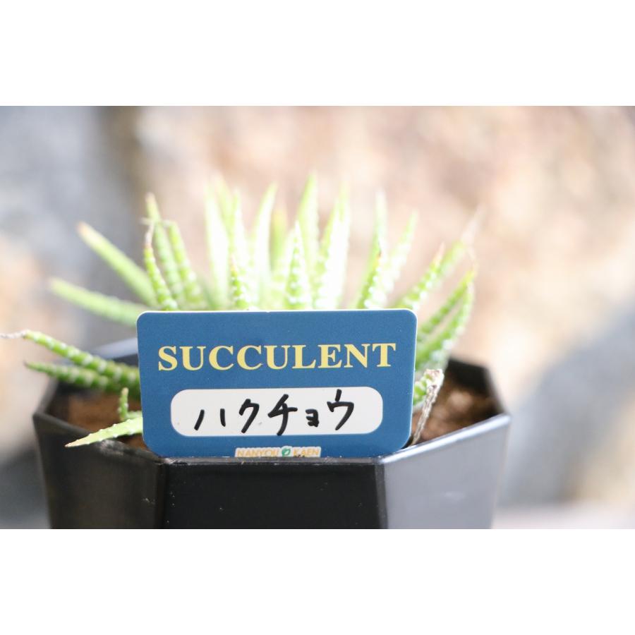 多肉植物　ハオルチア ハオルシア 白鳥部屋実生 園芸ネット本店｜ハオルチア（ハオルチオプシス）：白鳥 2.5号ポット