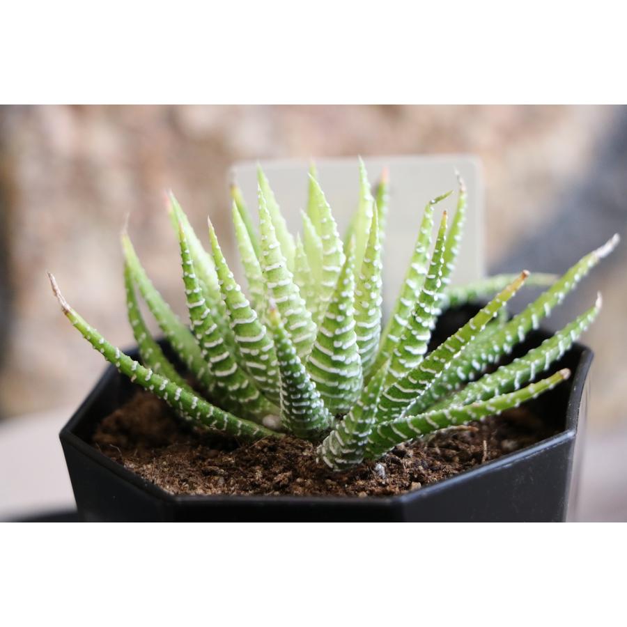 現品49】 多肉植物 ハオルチア (ハオルシア) ハクチョウ 2.5号鉢