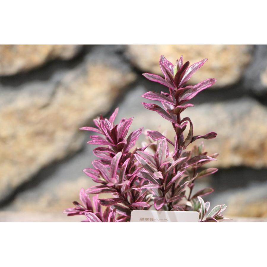 へーべ アイスイザベラ 2 5 3号ポット苗 寄せ植え 花壇 カラーリーフ Hebe1 グリーンプラザ山長ヤフーショッピング店 通販 Yahoo ショッピング