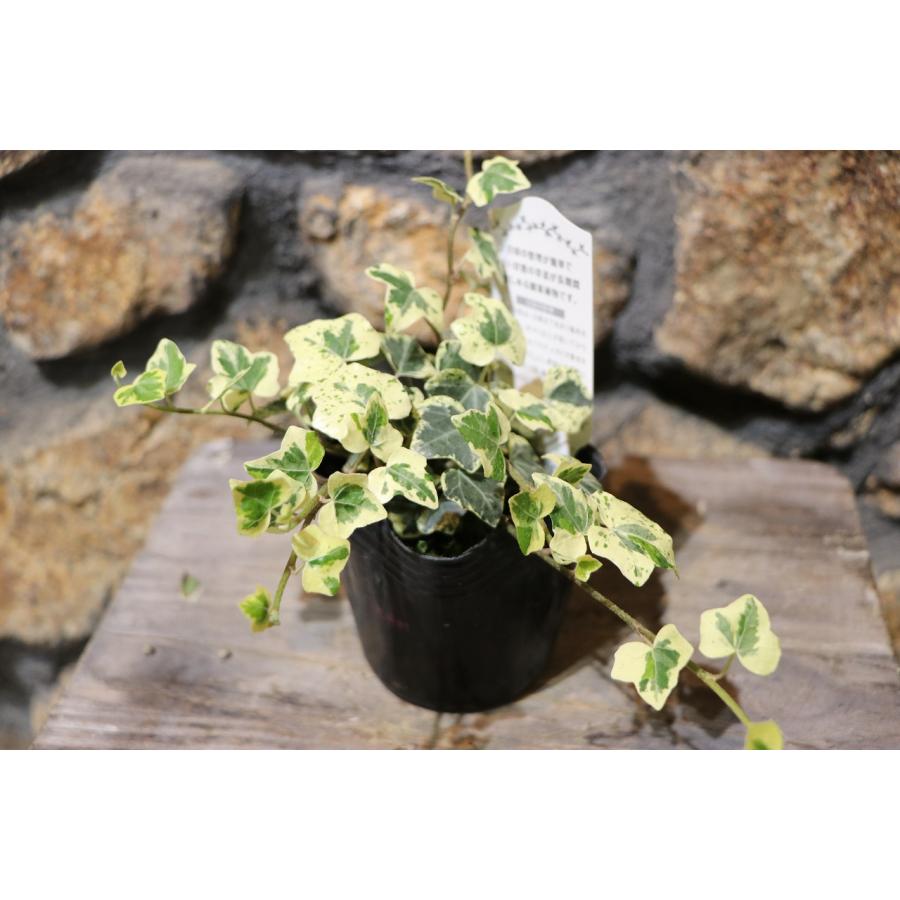 斑入り アイビー カノン 2.5〜3号ポット苗 ヘデラ 寄せ植え 花壇