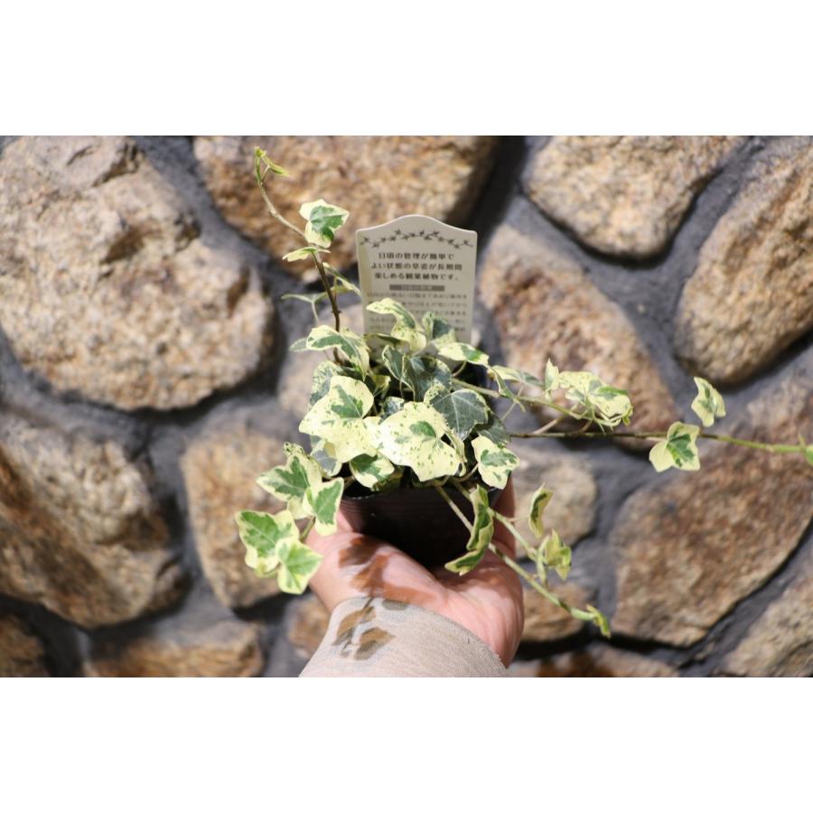 斑入り アイビー カノン 2.5〜3号ポット苗 ヘデラ 寄せ植え 花壇