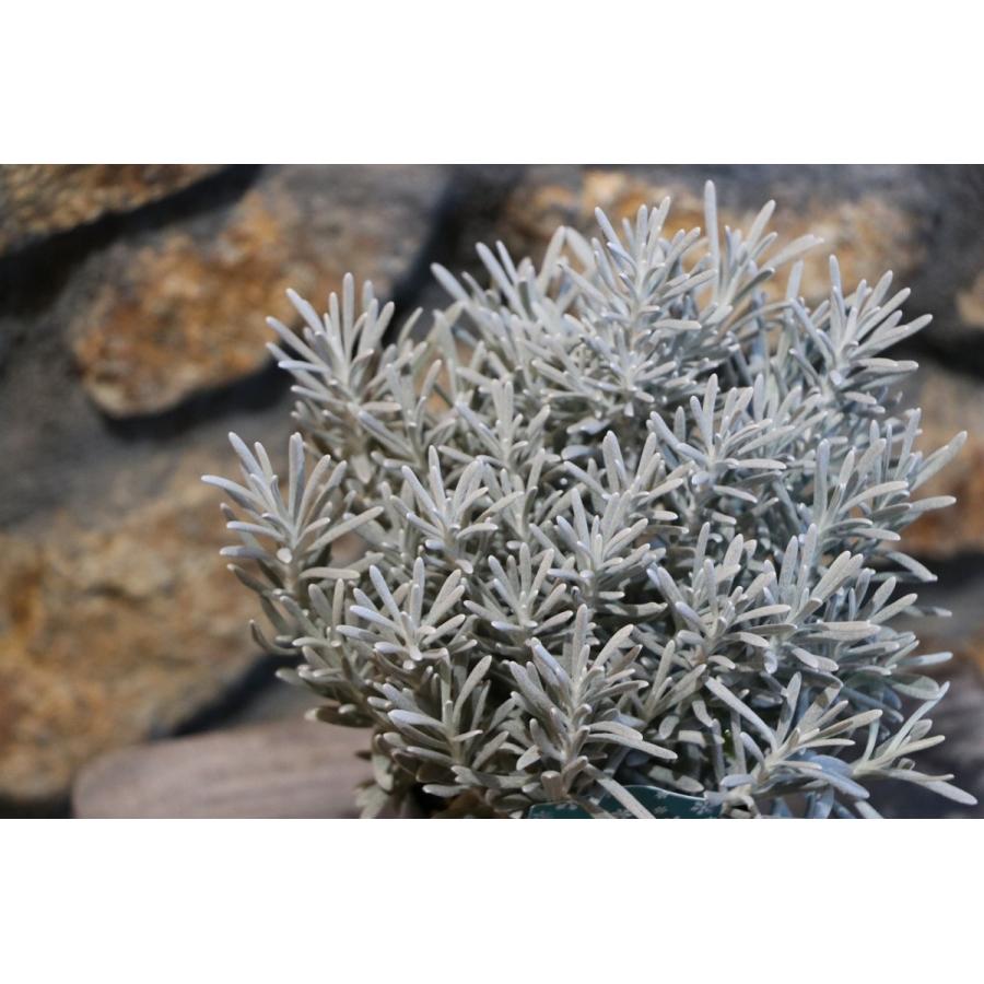 ヘリクリサム シルバースノー 2 5 3号ポット苗 寄せ植え 花壇 カラーリーフ Helichrysum1 グリーンプラザ山長ヤフーショッピング店 通販 Yahoo ショッピング