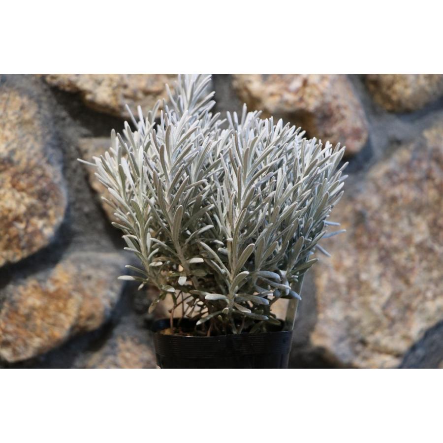 ヘリクリサム シルバースノー 2 5 3号ポット苗 寄せ植え 花壇 カラーリーフ Helichrysum1 グリーンプラザ山長 通販 Yahoo ショッピング