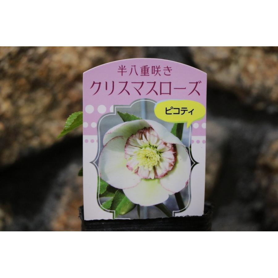 クリスマスローズ オリエンタリス セミダブル ピコティ 実生苗 2 5号ポット苗 寄せ植え 花壇 Helleborus1 グリーンプラザ山長 通販 Yahoo ショッピング