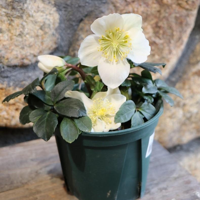 原種 クリスマスローズ 一重咲き ニゲル 4.5号ポット苗 寄せ植え 花壇