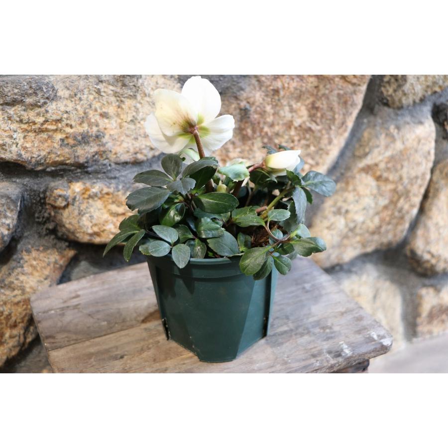 原種 クリスマスローズ 一重咲き ニゲル 4.5号ポット苗 寄せ植え 花壇