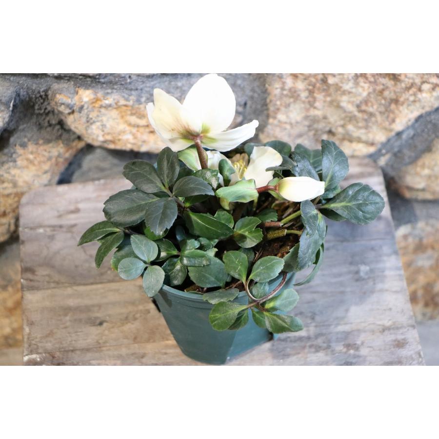 原種 クリスマスローズ 一重咲き ニゲル 4.5号ポット苗 寄せ植え 花壇