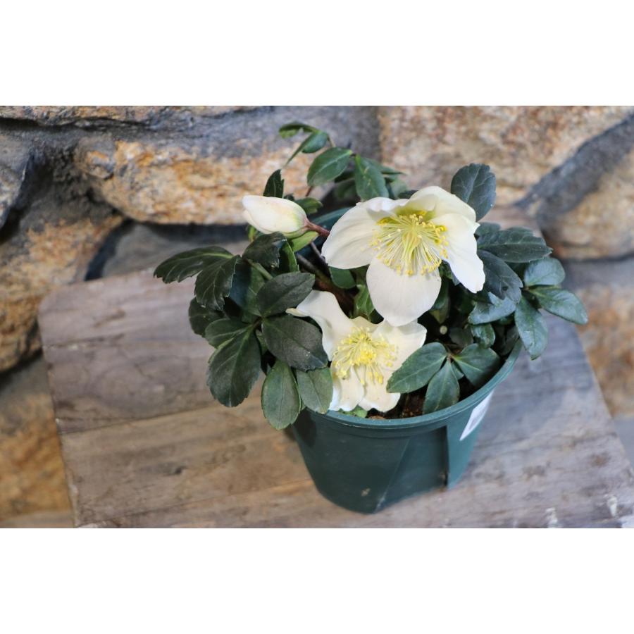原種 クリスマスローズ 一重咲き ニゲル 4.5号ポット苗 寄せ植え 花壇