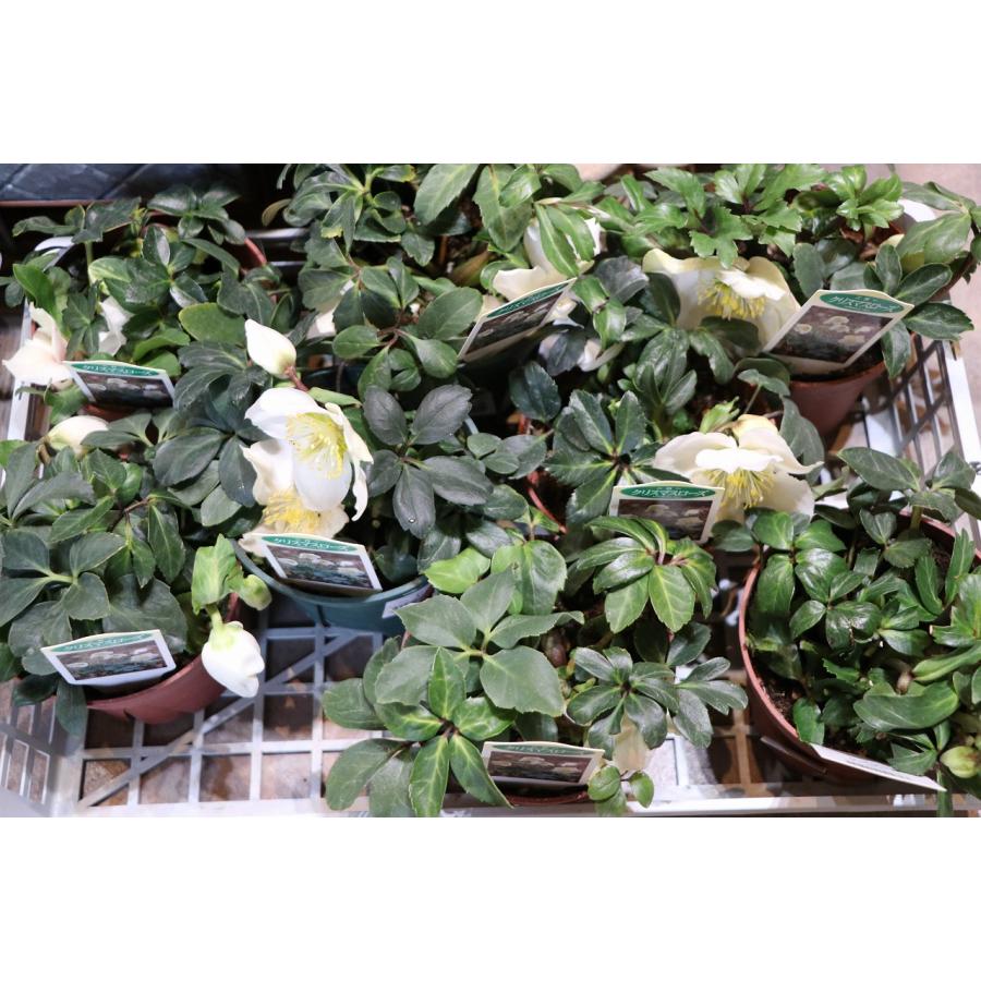 原種 クリスマスローズ 一重咲き ニゲル 4.5号ポット苗 寄せ植え 花壇