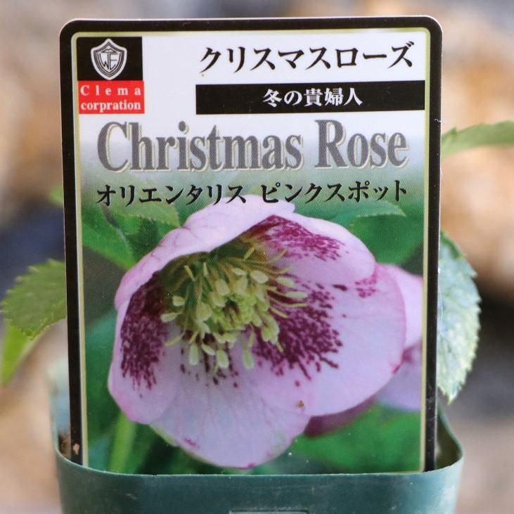 クリスマスローズ・オリエンタリス 一重咲き ピンクスポット系 実生苗