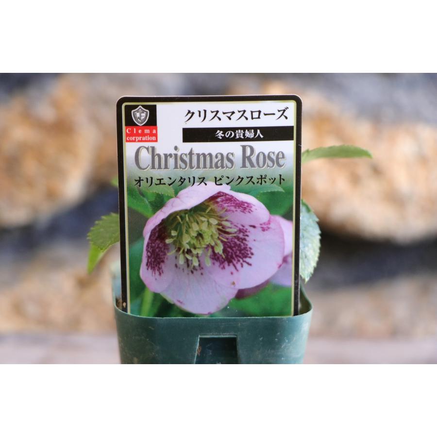 クリスマスローズ・オリエンタリス 一重咲き ピンクスポット系 実生苗