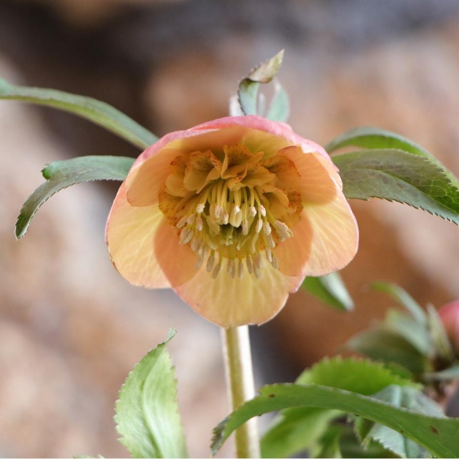 現品310】 クリスマスローズ オリエンタリス セミダブル 花付き開花