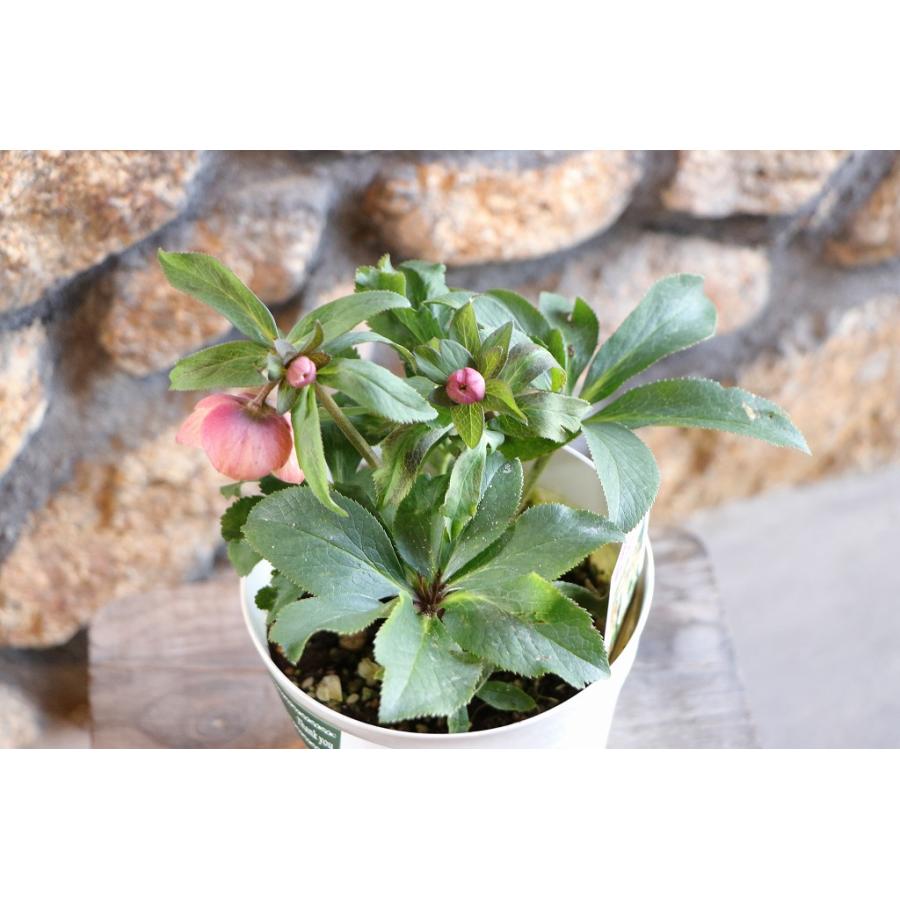 現品310】 クリスマスローズ オリエンタリス セミダブル 花付き開花
