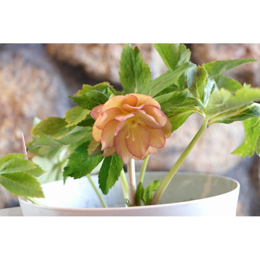 現品317】 クリスマスローズ オリエンタリス 八重咲き 花付き開花株