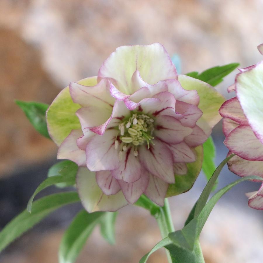 現品321】 クリスマスローズ オリエンタリス 八重咲き 花付き開花株