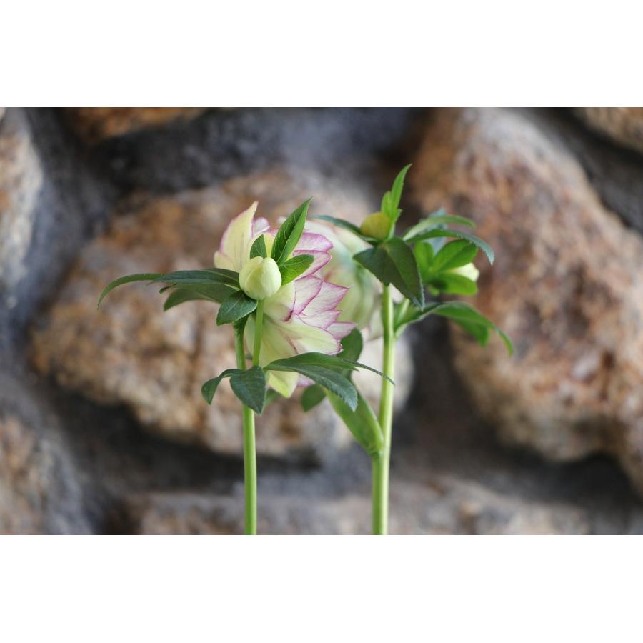 現品321】 クリスマスローズ オリエンタリス 八重咲き 花付き開花株