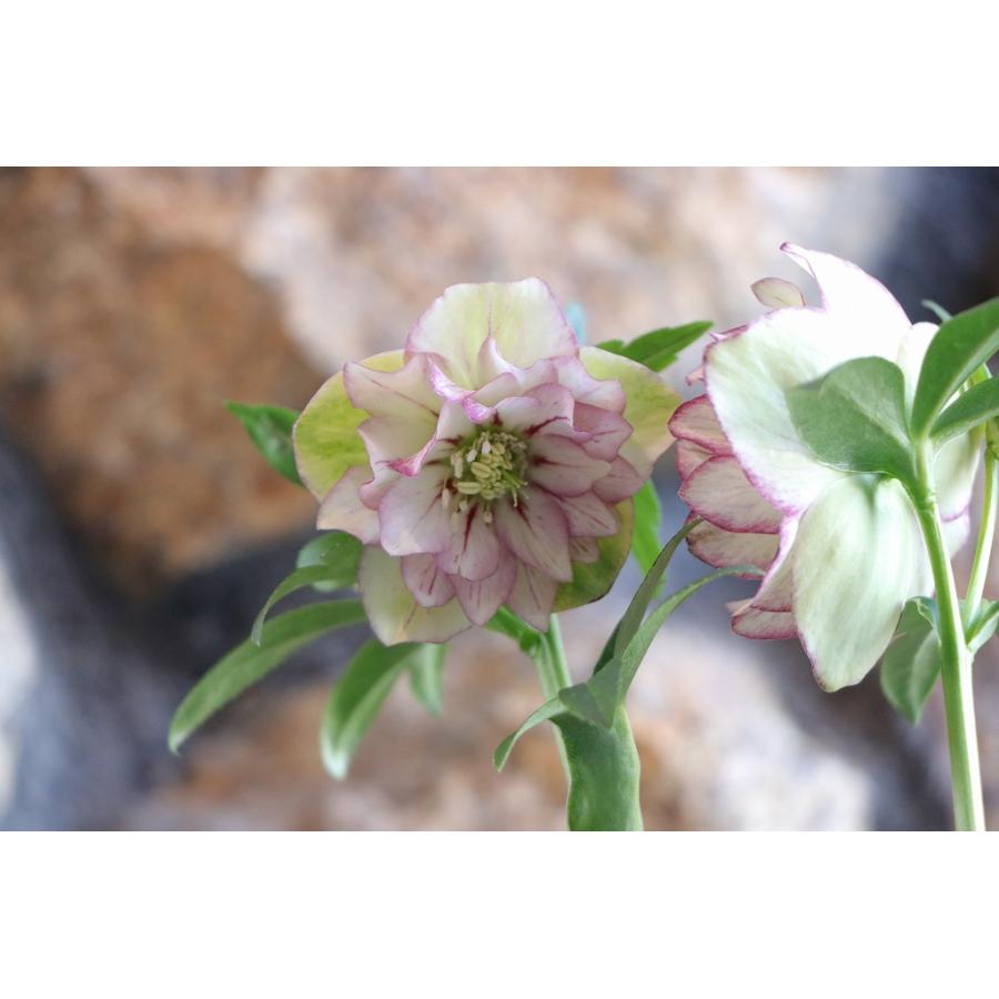 現品321】 クリスマスローズ オリエンタリス 八重咲き 花付き開花株