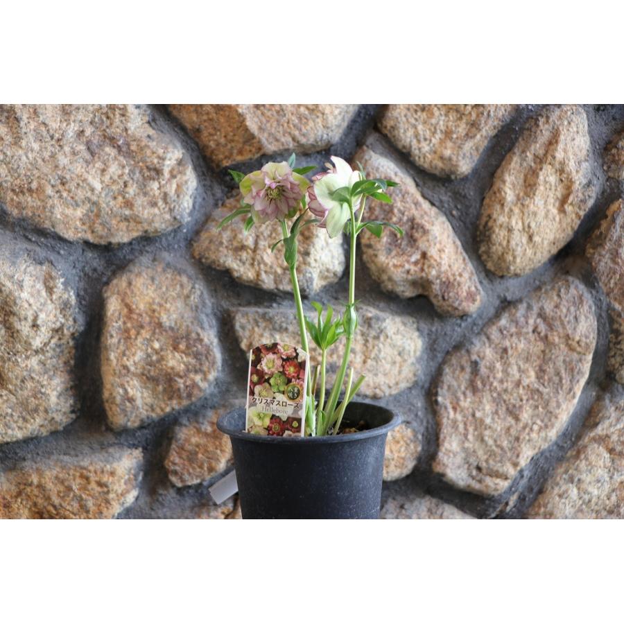 専用、可愛いグリーンの小花♪2種植えクリスマスローズ、苗、開花株 現品321】 クリスマスローズ オリエンタリス 八重咲き 花付き開花株
