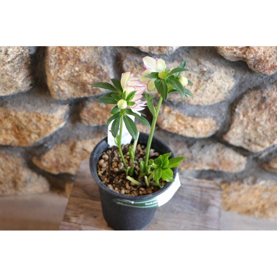 現品321】 クリスマスローズ オリエンタリス 八重咲き 花付き開花株