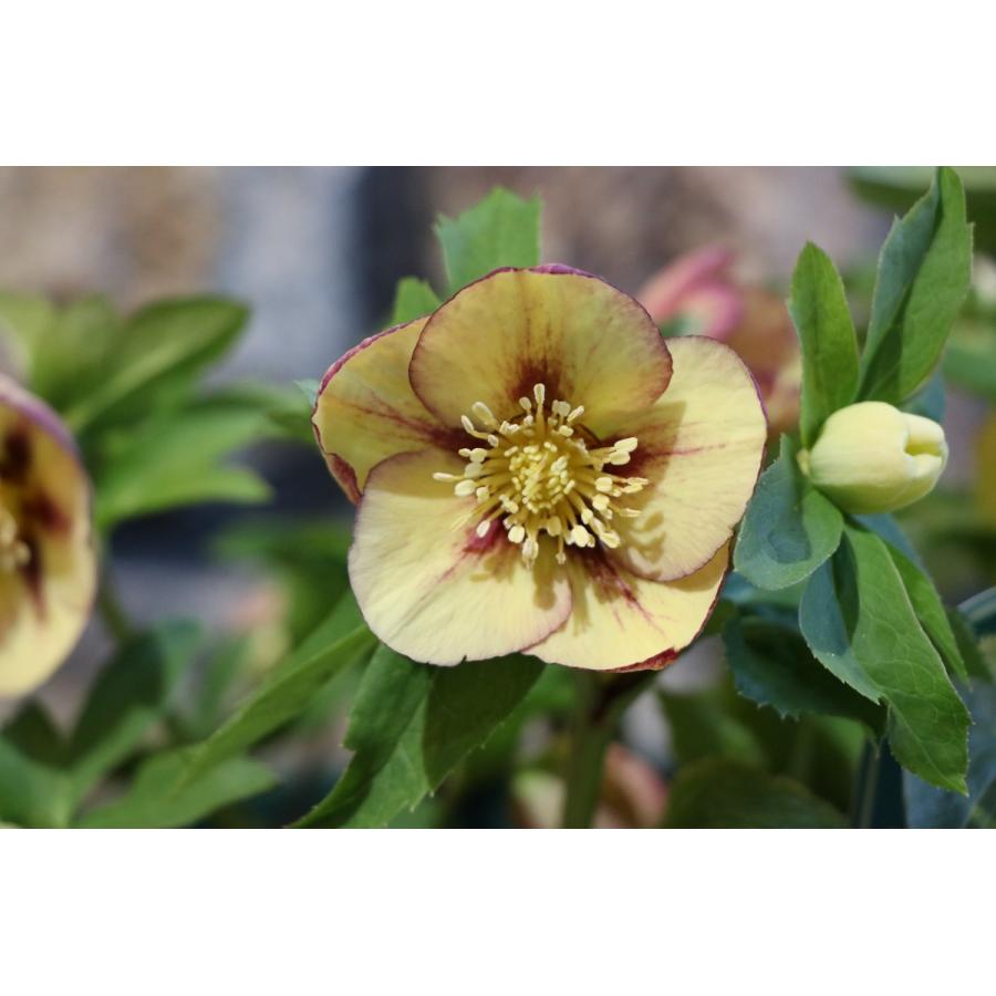 超歓迎 現品２１ クリスマスローズ オリエンタリス イエロー系一重咲き ネオンゴールド 花付き大株 7号鉢 現品２１ 公式 Turningheadskennel Com