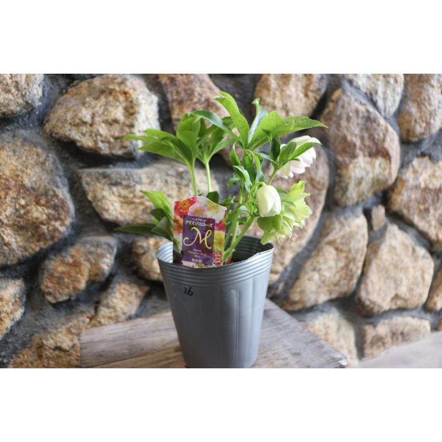 現品26】クリスマスローズ・オリエンタリス 八重咲き 花付き開花株 4