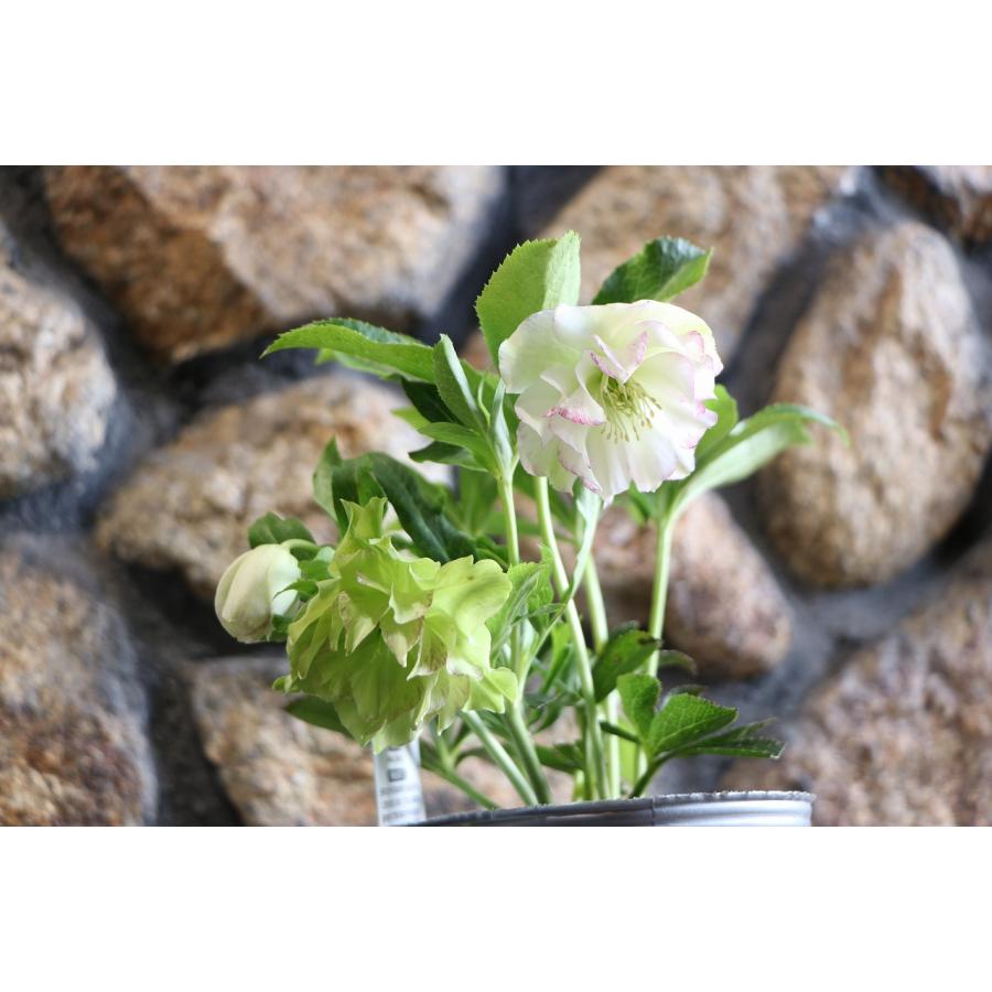 現品26】クリスマスローズ・オリエンタリス 八重咲き 花付き開花株 4